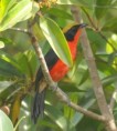 /album/photogallery/yellow-crowned-gonolek-jpg/